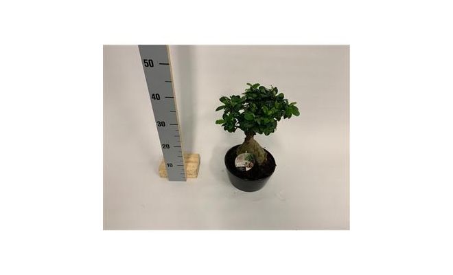 Ficus Microcarpa Ginseng (Bonsai), pot 20 cm