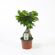 Ficus microcarpa 'Ginseng, pot 12 cm, h 35 cm