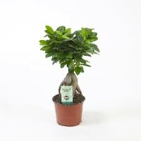 Ficus microcarpa 'Ginseng, pot 12 cm, h 35 cm