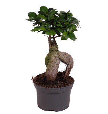 Ficus microcarpa 'Ginseng', pot 12 cm hoog 35 cm