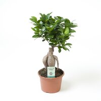 Ficus microcarpa 'Ginseng, pot 15 cm, h35 cm