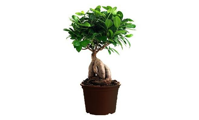 Ficus Microcarpa Ginseng, pot 17 cm, h 40 cm