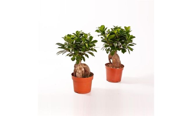 Ficus Microcarpa Ginseng, pot 22 cm, h 55 cm