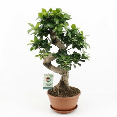 Ficus microcarpa 'Ginseng, pot 22 cm, h 60 cm