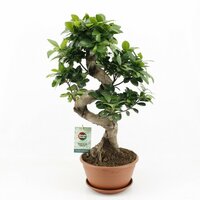 Ficus microcarpa 'Ginseng, pot 22 cm, h 60 cm