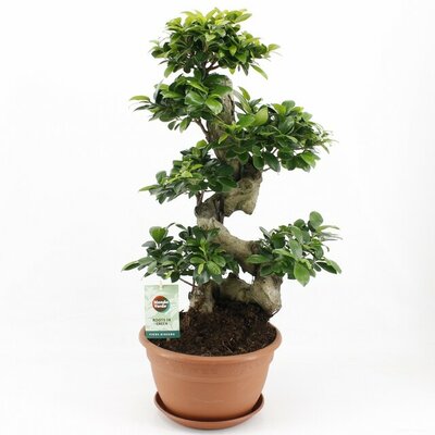 Ficus microcarpa 'Ginseng, pot 27 cm, h 70 cm