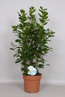 Ficus microcarpa 'Moclame, pot 24 cm, h 90 cm - afbeelding 2