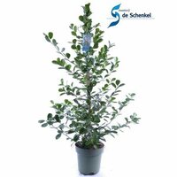 Ficus microcarpa 'Moclame, pot 24 cm, h 90 cm - afbeelding 2