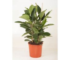 Ficus Roy, pot 34 cm, h 110 cm