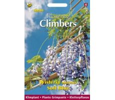 Flowering climbers wisteria blau 2g