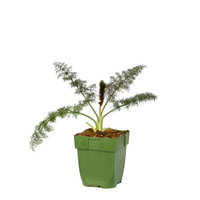 Foeniculum Vulgare Rubrum, pot 11 cm - afbeelding 2