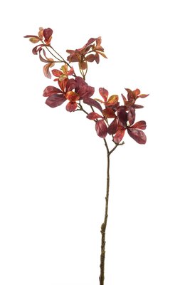 Foliagetak, 66 cm, rood/groen