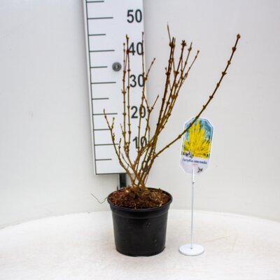 Forsythia interm. 'Lynwood, pot 19 cm, h 50 cm