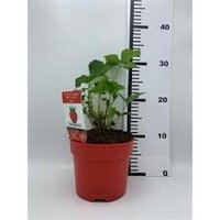 Fragaria doordrager 'Summerking', pot 9 cm, h 10 cm - afbeelding 2