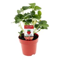 Fragaria doordrager 'Summerking', pot 9 cm, h 10 cm - afbeelding 1