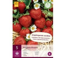 Fragaria elsanta 5st, aardbei - afbeelding 2