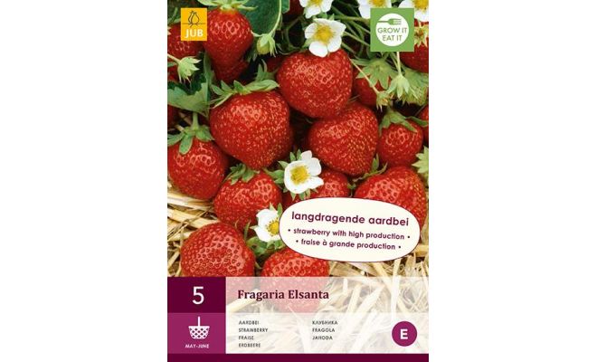 Fragaria elsanta 5st, aardbei - afbeelding 1