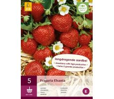 Fragaria elsanta 5st, aardbei - afbeelding 1