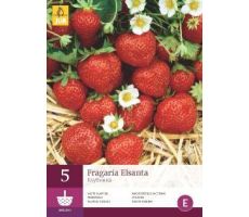 Fragaria elsanta 5st, aardbei - afbeelding 4