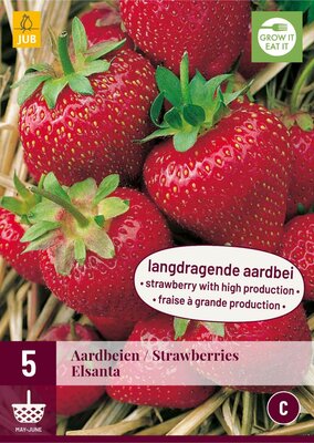 Fragaria elsanta 5st