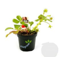 Fragaria mara des bois, pot 10,5 cm, aardbei - afbeelding 1
