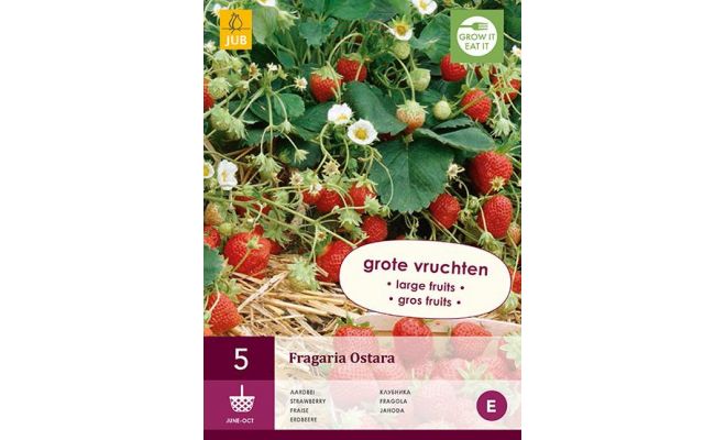 Fragaria ostara 5st, aardbei - afbeelding 1