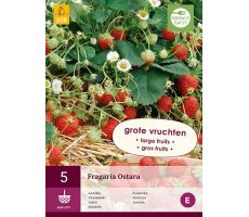 Fragaria ostara 5st, aardbei - afbeelding 1