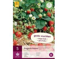 Fragaria ostara 5st, aardbei - afbeelding 2