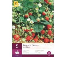 Fragaria ostara 5st, aardbei - afbeelding 4