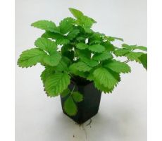 Fragaria, pot 21 cm, aardbei - afbeelding 2