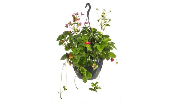 Fragaria, pot 21 cm, aardbei - afbeelding 1