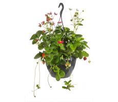 Fragaria, pot 21 cm, aardbei - afbeelding 2