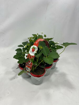 Fragaria summerking 6-pack