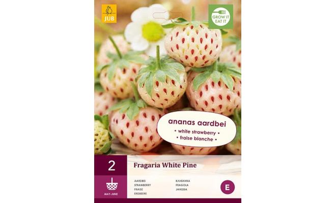 Fragaria white pine 2st, aardbei - afbeelding 1