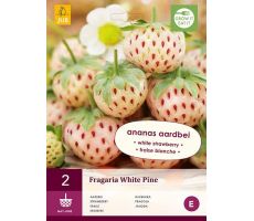 Fragaria white pine 2st, aardbei - afbeelding 1