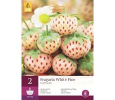 Fragaria white pine 2st, aardbei - afbeelding 4