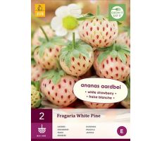 Fragaria white pine 2st, aardbei - afbeelding 3
