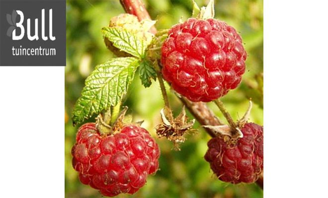 Framboos, Rubus Ideaeus Malling Promise - afbeelding 1