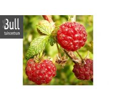 Framboos, Rubus Ideaeus Malling Promise - afbeelding 1