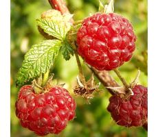 Framboos, Rubus Ideaeus Malling Promise - afbeelding 2