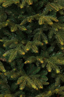 Frasier kerstboom groen, 1880 tips - H185xD124cm - afbeelding 7