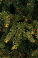 Frasier kerstboom groen, 1880 tips - H185xD124cm - afbeelding 8