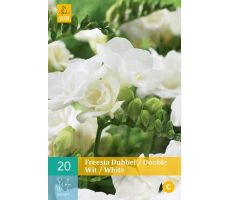 Freesia dubbel wit/white 20st - afbeelding 4