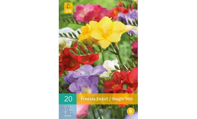 Freesia enkel/single mix 20st - afbeelding 1