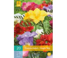 Freesia enkel/single mix 20st - afbeelding 4