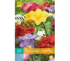 Freesia enkel/single mix 20st - afbeelding 2