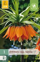 Fritillaria imp. Aurora, 1 stuks