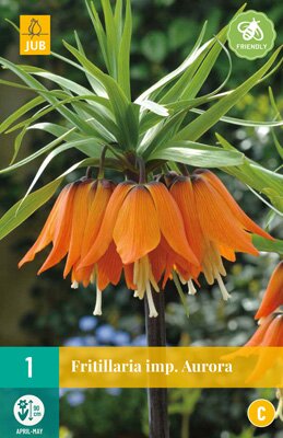 Fritillaria imp. aurora 1 stuks