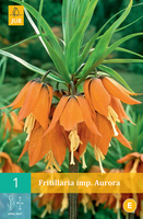 Fritillaria imp. aurora 1st - afbeelding 3