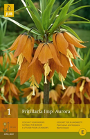 Fritillaria imp. aurora 1st - afbeelding 3